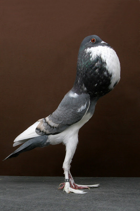 National Pigeon Association’s “Grand National” Pigeon Show Amusing